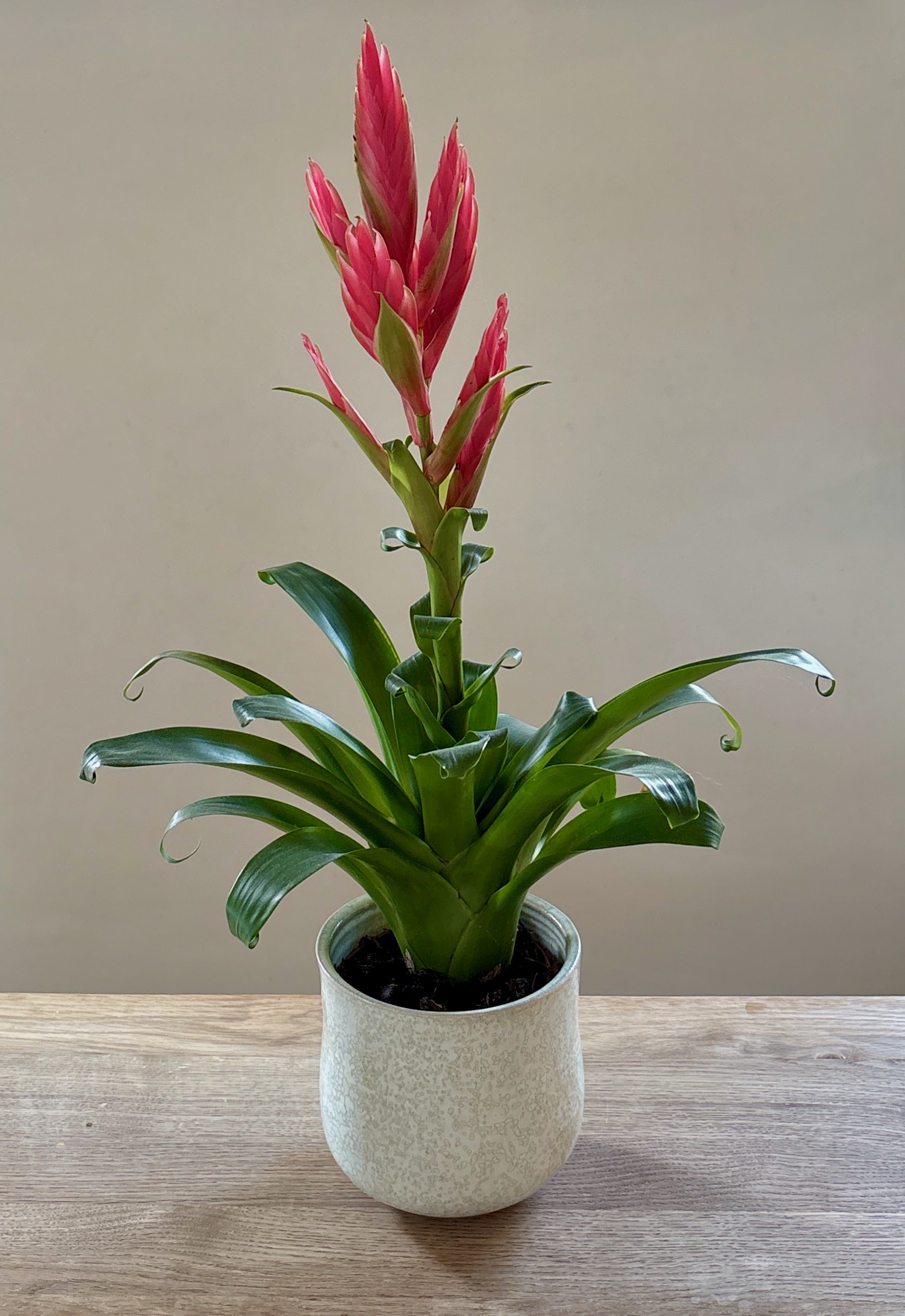 Keramisk vase med blomst